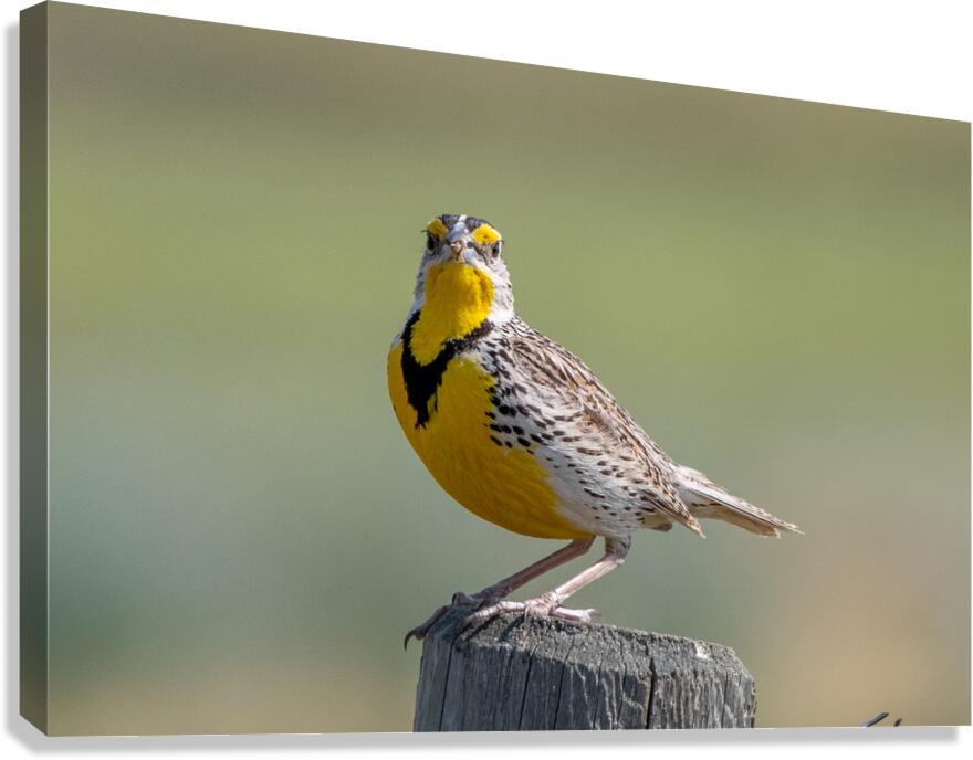 Western Meadowlark 0452 Canvas Print