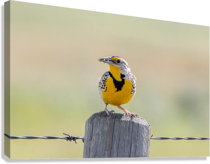 Western Meadowlark 0421 Canvas Print
