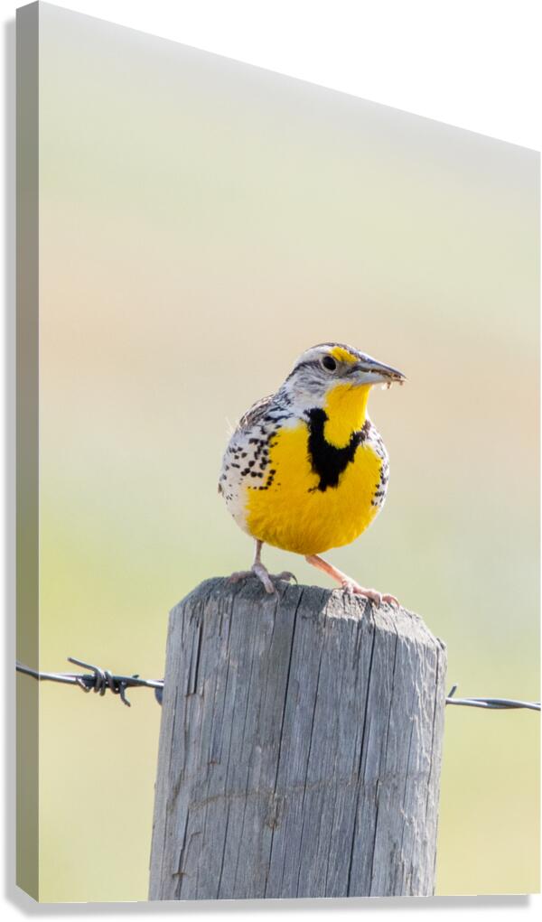 Western Meadowlark 0428 Canvas Print