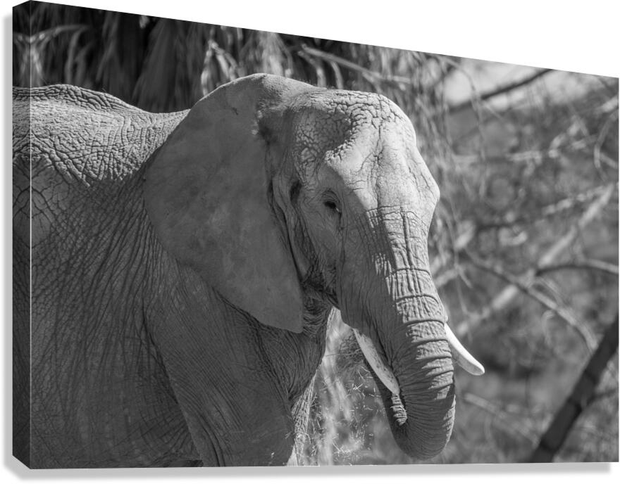 Elephant BW 7937 Canvas Print