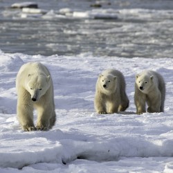 Polar Bear Mother and Cubs