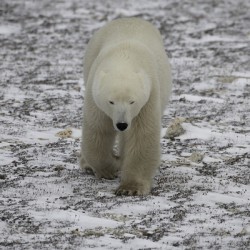 Polar Bear 4578