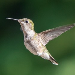 Female Ruby throated Hummingbird 0974