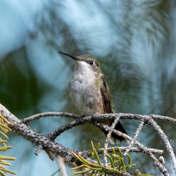 Female Ruby throated Hummingbird 1389