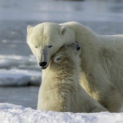 Polar Bear Mother and Cub
