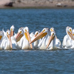 Pelicans 0150