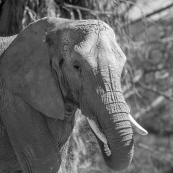 Elephant BW 7937