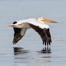 Pelicans 0253