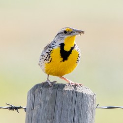 Western Meadowlark 0428