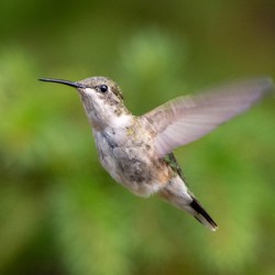 Female Ruby throated Hummingbird 1425