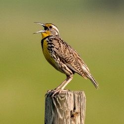 Western Meadowlark 9602