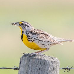 Western Meadowlark 0432