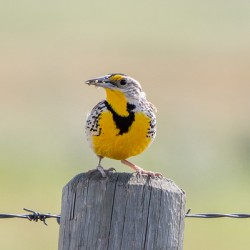 Western Meadowlark 0421