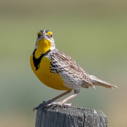 Western Meadowlark 0452
