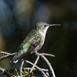 Female Ruby throated Hummingbird 1384