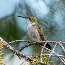 Female Ruby throated Hummingbird 1409