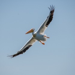 Pelicans 0651