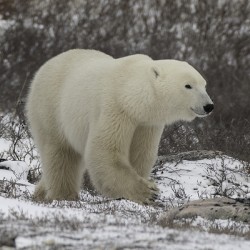 Polar Bear