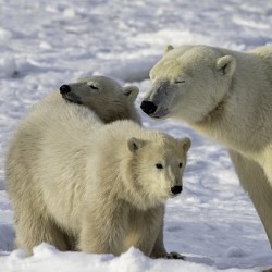 Polar Bear Mother and Cubs