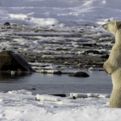 Polar Bear Mother Standing