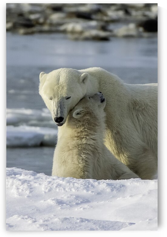 Polar Bear Mother and Cub by Bryan Bosley