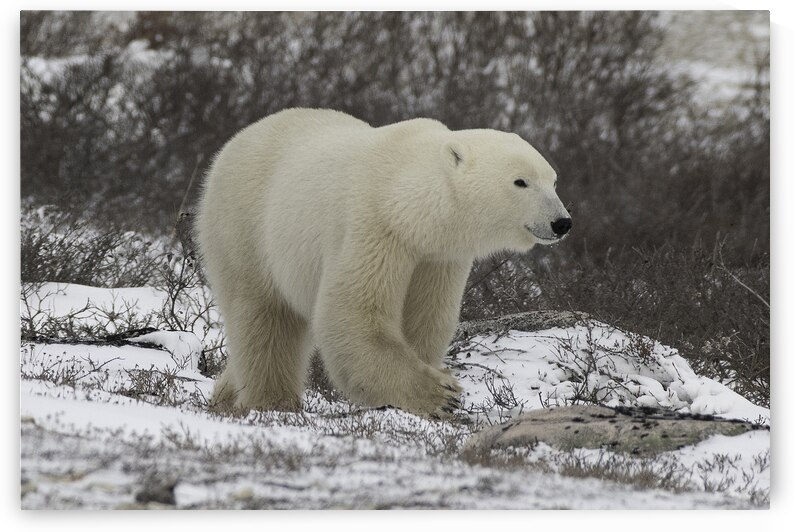 Polar Bear by Bryan Bosley