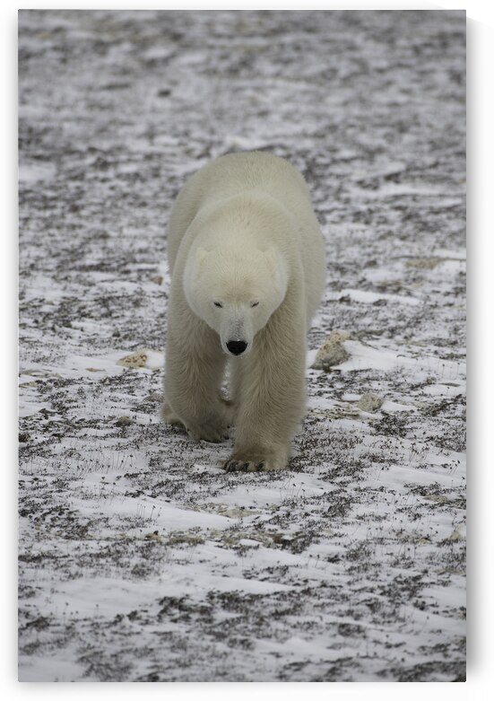 Polar Bear 4578 by Bryan Bosley