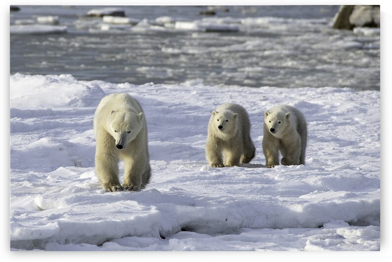 Polar Bear Mother and Cubs by Bryan Bosley