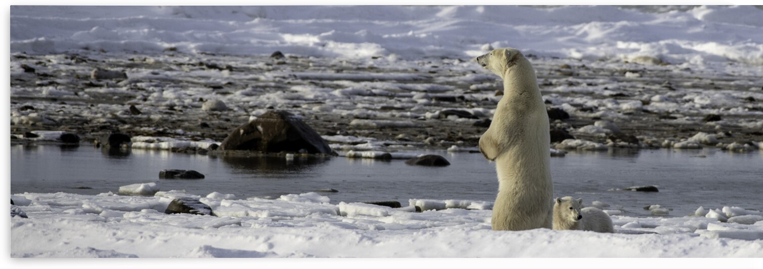 Polar Bear Mother Standing by Bryan Bosley