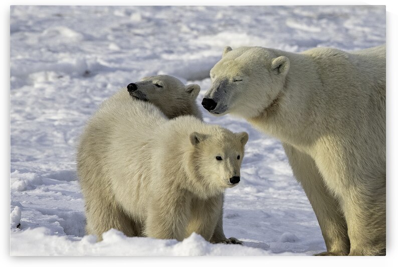 Polar Bear Mother and Cubs by Bryan Bosley