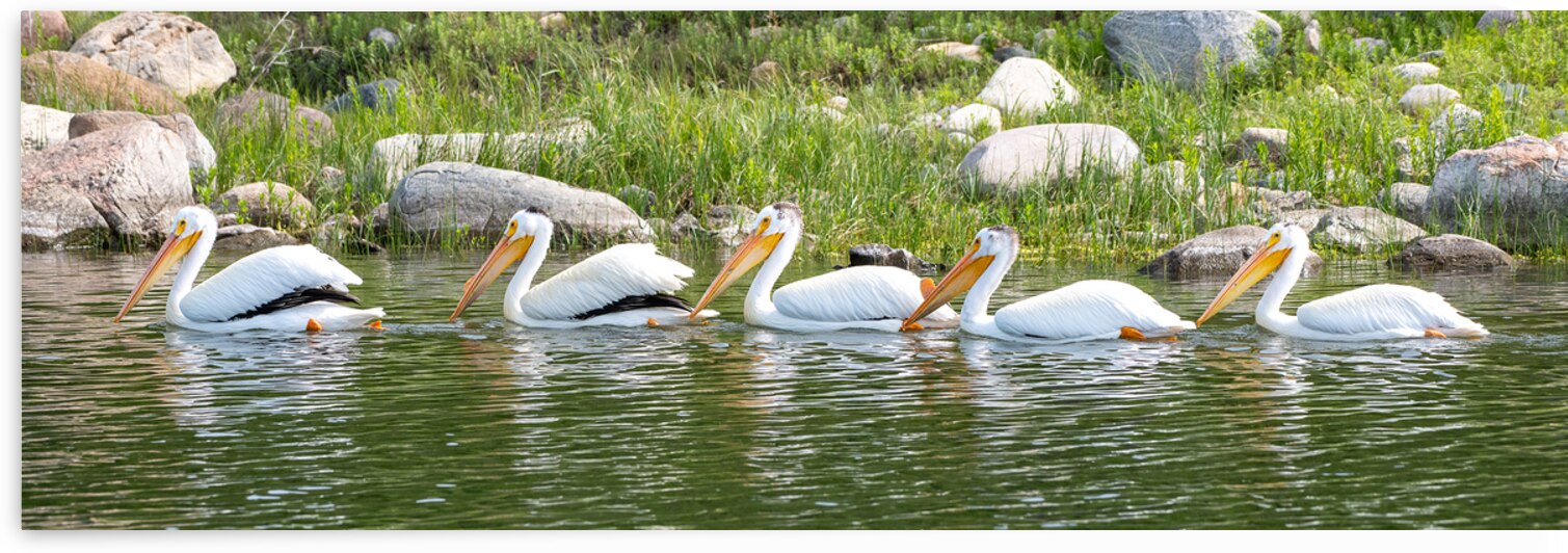 Pelicans 9847 by Bryan Bosley