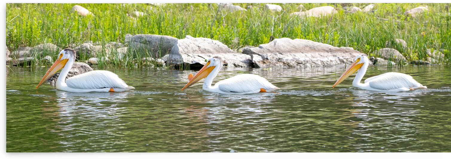 Pelicans 9842 by Bryan Bosley