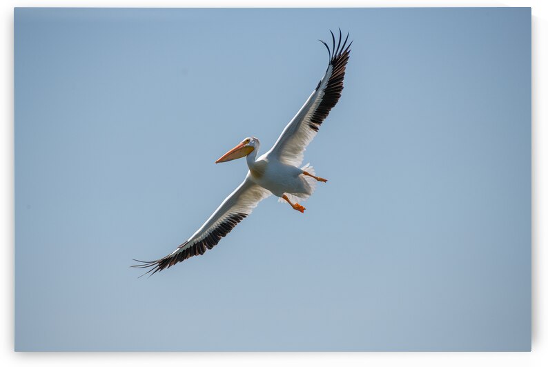 Pelicans 0651 by Bryan Bosley