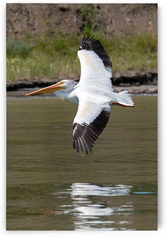 Pelicans 9976 by Bryan Bosley