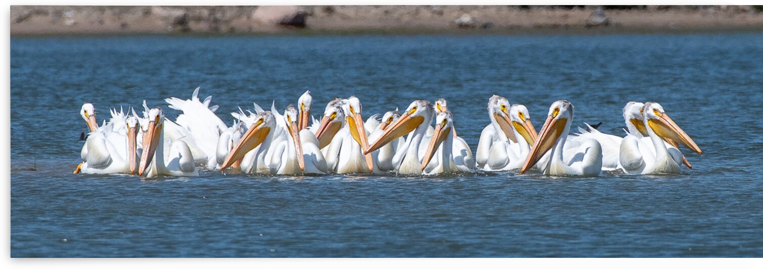 Pelicans 0150 by Bryan Bosley