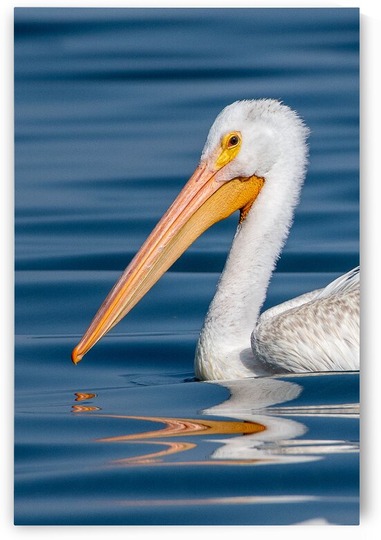 Pelican 1531 by Bryan Bosley