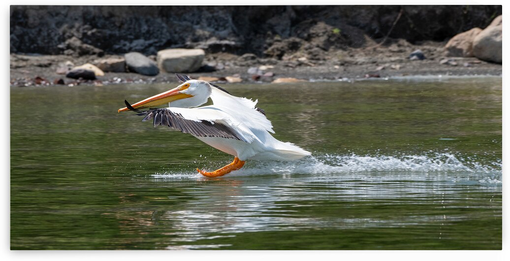 Pelicans 9989 by Bryan Bosley