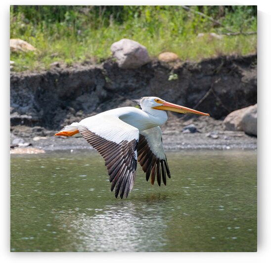 Pelicans 0008 by Bryan Bosley