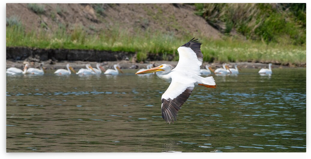Pelicans 9972 by Bryan Bosley