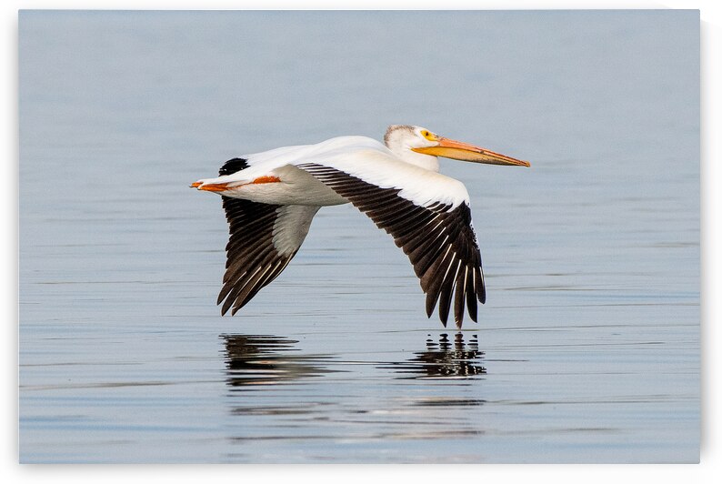 Pelicans 0253 by Bryan Bosley