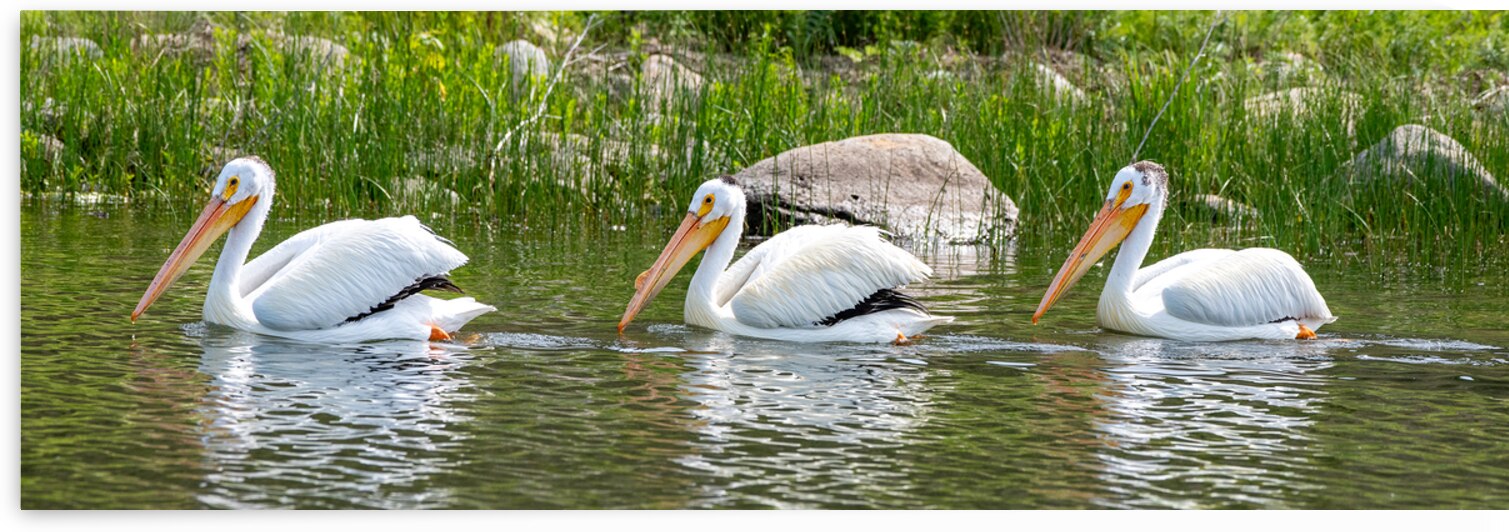 Pelicans 9837 by Bryan Bosley