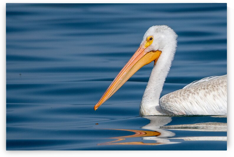 Pelican 1530 by Bryan Bosley