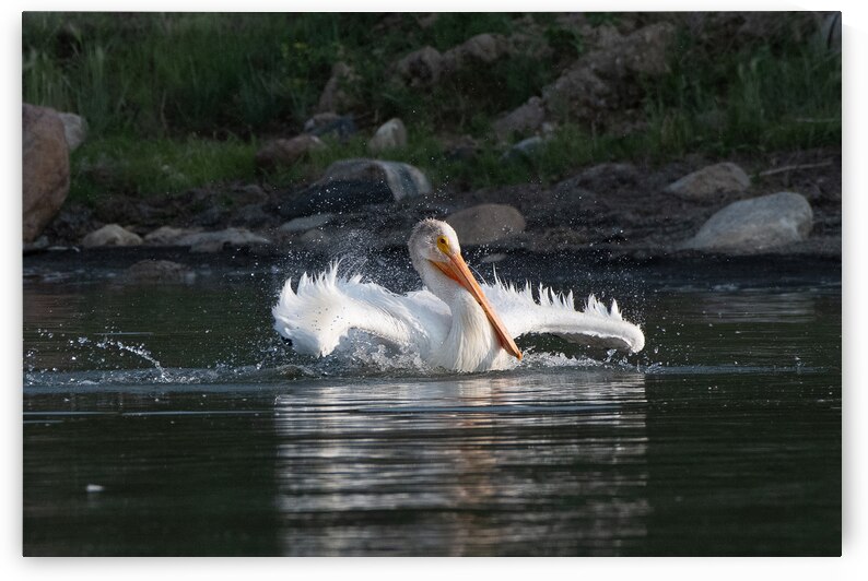 Pelicans 0292 by Bryan Bosley