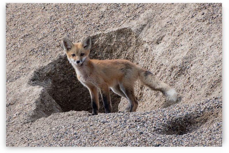 Red Fox 9081 by Bryan Bosley