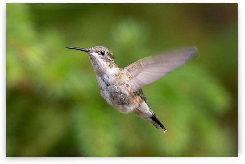 Female Ruby throated Hummingbird 1425 by Bryan Bosley