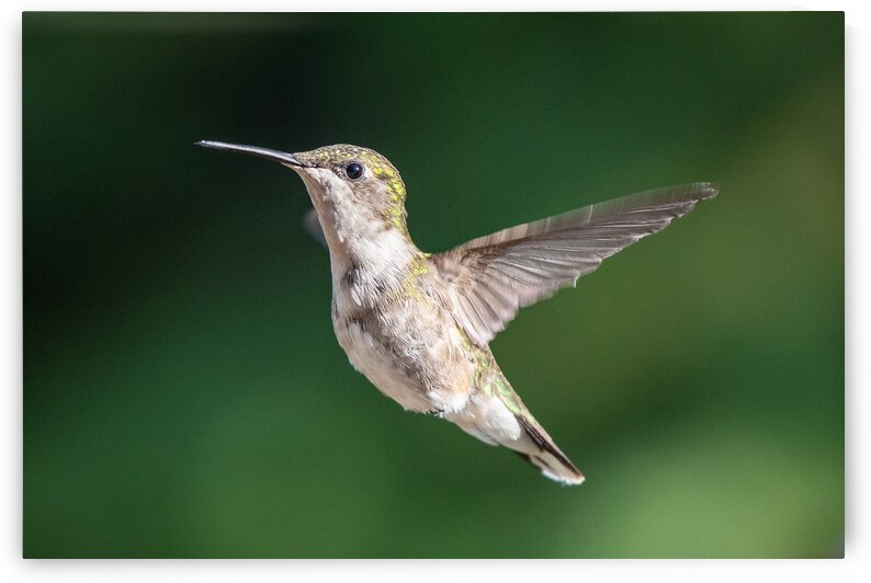 Female Ruby throated Hummingbird 0974 by Bryan Bosley