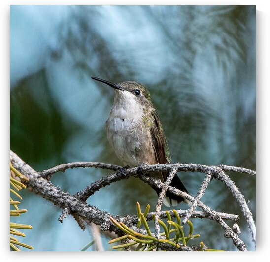 Female Ruby throated Hummingbird 1389 by Bryan Bosley