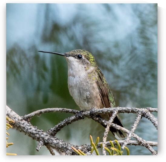 Female Ruby throated Hummingbird 1411 by Bryan Bosley