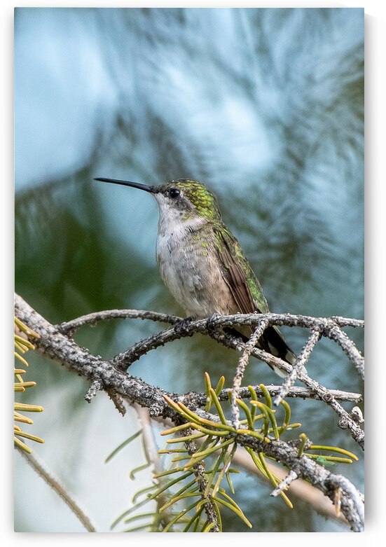 Female Ruby throated Hummingbird 1409 by Bryan Bosley