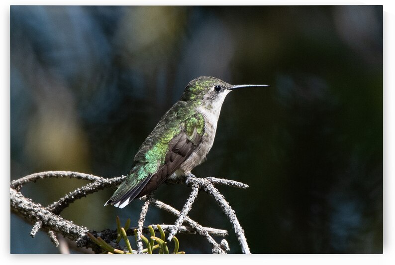Female Ruby throated Hummingbird 1384 by Bryan Bosley